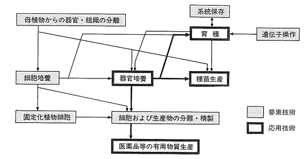 作業は湿らせたろ紙の上で子葉を傷つけないように胚軸は下の方を使う子葉の両端を切る