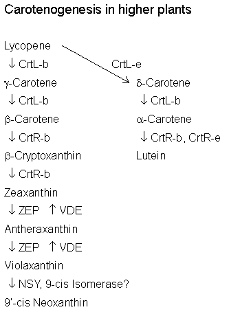 File:VCA0059FT1029.gif