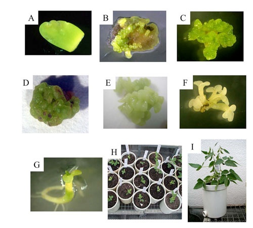 PlantBiotech-Glycine-max-001.jpg