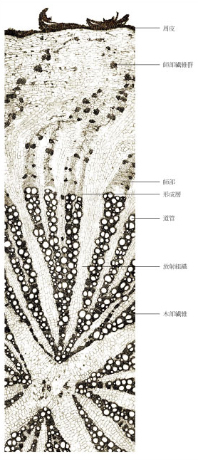 Tochimoto-Glycyrrhiza-cmt187.jpg