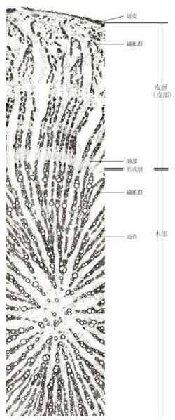 Tochimoto-Astragalus-cmt134.jpg