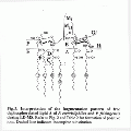 CLS1411SP0039.gif