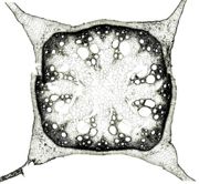 Tochimoto-Dioscorea-ダイジョ・茎J.jpg