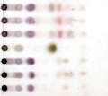 Thumbnail for version as of 12:14, 1 December 2010
