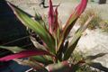 BG-dra14041.jpg