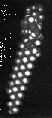 GSG1084SP0005.gif