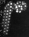 GSG1084SP0006.gif