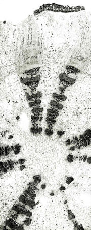Tochimoto-AtractylodesL-蒼朮(長手) 湖北 Ｊ.jpg