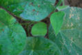BG-ste02181.jpg