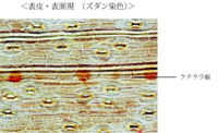 Tochimoto-Ephedra-cmt454 3.jpg