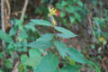 BG-tri04241.jpg