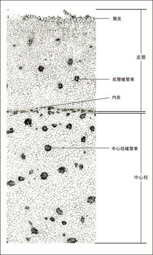 Tochimoto-Ginger-cmt300.jpg