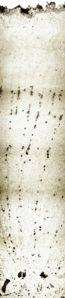 Tochimoto-Ginseng-紅参・黒竜江-PICT-Ｊ.jpg