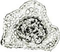 Tochimoto-Artemisia-茵陳蒿・長野・花柄1Ｊ.jpg