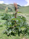Tochimoto-Rhubarb-青海植物1.jpg