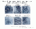 Thumbnail for version as of 13:06, 21 February 2008