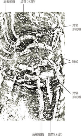 Tochimoto-Rhubarb-cmt335 2.jpg