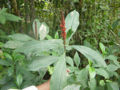 BG-adh18031.jpg