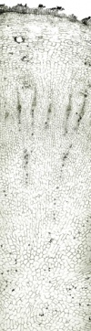 Tochimoto-Ginseng-田三七- PICT-Ｊ.jpg