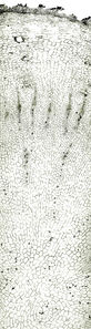 Tochimoto-Ginseng-田三七- PICT-Ｊ.jpg
