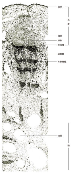 Tochimoto-AtractylodesL-cmt320.jpg