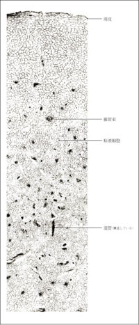 Tochimoto-Pinellia-cmt398.jpg