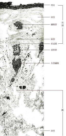 Tochimoto-Atractylodes-cmt411.jpg