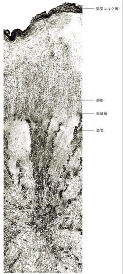 Tochimoto-Rehmannia-cmt272.jpg