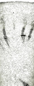 Tochimoto-Ginseng-竹人（サポニン）①-PICT-Ｊ.jpg