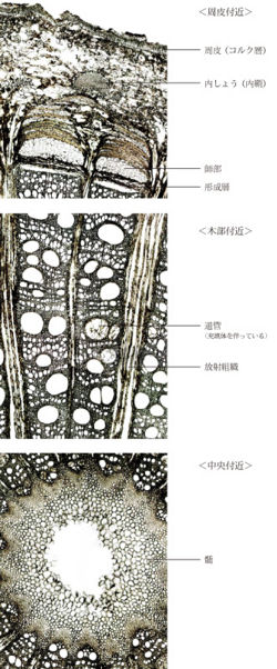 Tochimoto-Sinomenium-cmt433.jpg