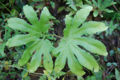 BG-lyg04141.jpg