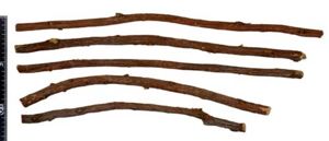 Tochimoto-Glycyrrhiza-カンゾウ-甘草新疆-標本用-（柏原）-01.jpg
