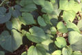 BG-tin01272.jpg