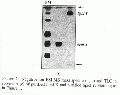 Thumbnail for version as of 13:05, 21 February 2008