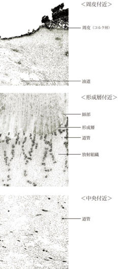 Tochimoto-Angelica-cmt351.jpg